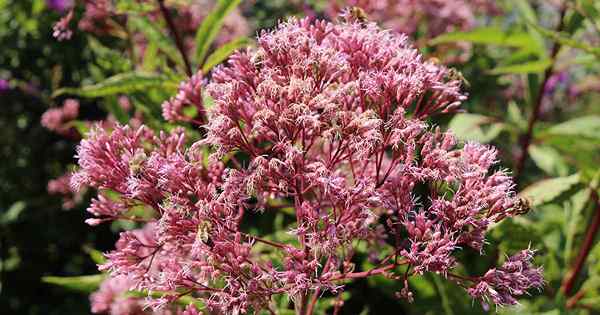 Comment faire pousser Joe-Pye Weed dans votre paysage ou votre jardin