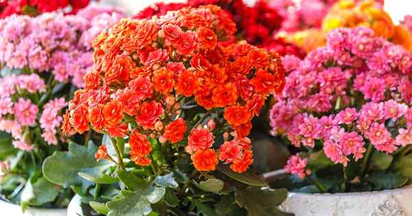 Cómo crecer y cuidar a Kalanchoe