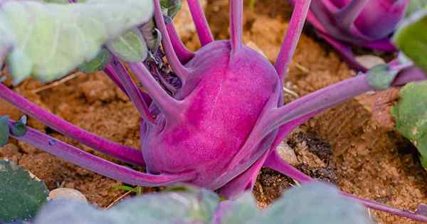 Tumbuh kohlrabi akar enak, di atas tanah