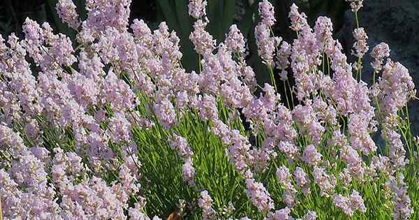 Cara menanam dan menanam lavender