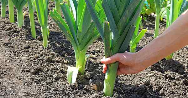 Cómo cultivar puerros