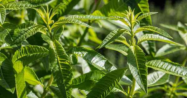 Cara Menumbuhkan Lemon Verbena di Taman Ramuan Rumah Anda