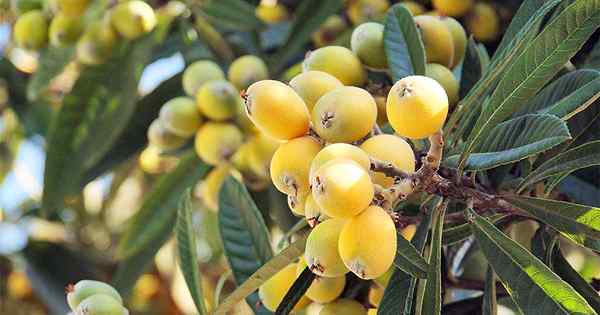 Cara tumbuh dan merawat pohon loquat