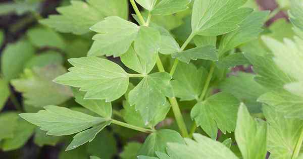 Tumbuh lovage herba yang tidak biasa dengan banyak kegunaan