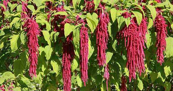 How To Grow Love Lies Bleeding