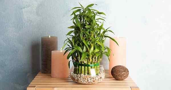Wie man wächst und für glückliche Bambus -Zimmerpflanzen sorgt