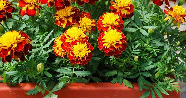 Cara Menumbuhkan Marigolds dalam Bekas