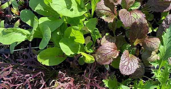 Como cultivar mesclun em seu jardim para saladas de mixagem de primavera