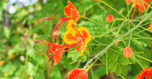 Cómo cultivar y cuidar las flores de pavo real