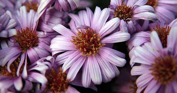 Berkembang New York Asters Bagaimana Mengurus Michaelmas Daisies