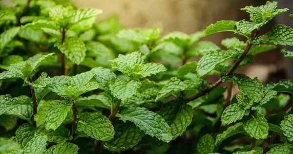 Cómo cultivar menta en el jardín (sin que se haga cargo)