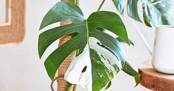 Comment faire pousser des monstera sur un poteau de mousse