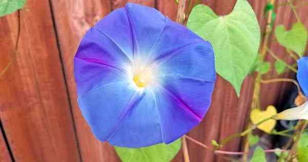 Cómo plantar y cultivar flores de gloria de la mañana