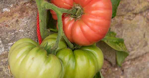 Cara Menumbuhkan Tomato 'Pengangkat Gadai janji'