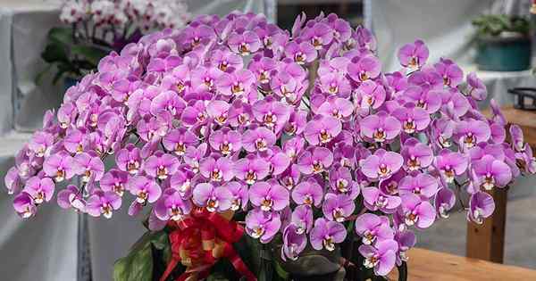 Cómo crecer y cuidar las orquídeas de la polilla