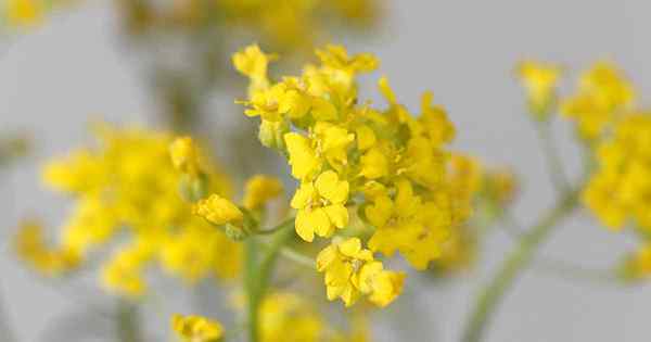 Cara tumbuh dan menjaga alyssum gunung