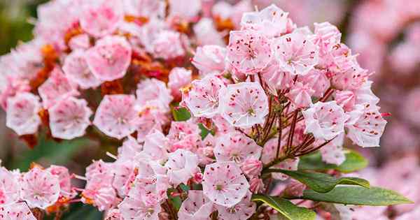 Grow Mountain Laurel untuk landskap taman yang mengagumkan