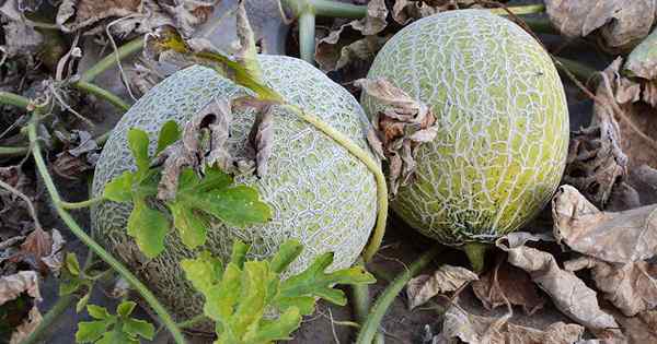 Cara menanam dan menumbuhkan muskmelon