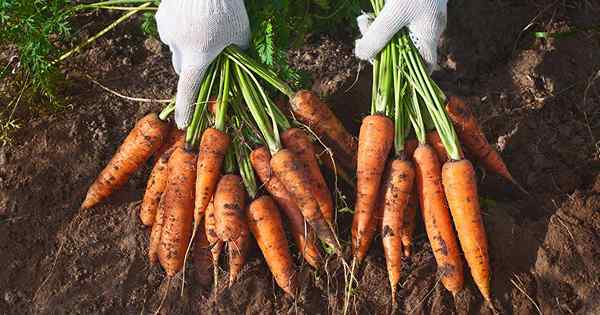 No se requiere pelar cómo cultivar zanahorias nantes