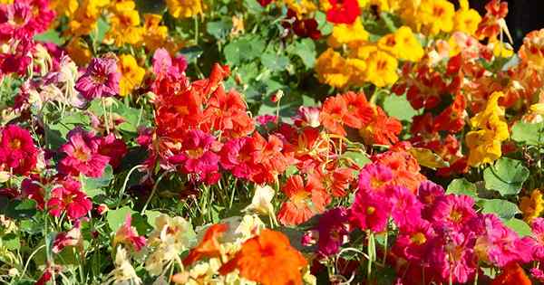 Comment planter et faire pousser des fleurs de Nasturtium