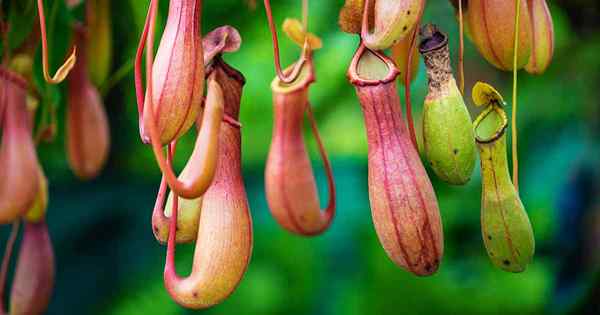 Comment cultiver des plantes de pichet tropicales de népenthes à l'intérieur