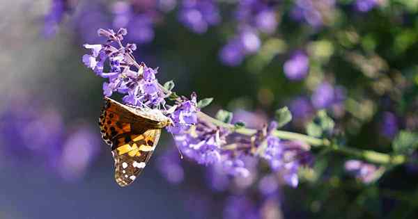 Comment faire pousser une catmine dans le jardin