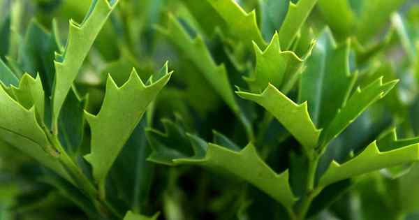 Cara menanam dan menumbuhkan holly daun ek
