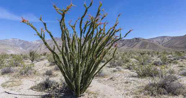 Cara tumbuh dan merawat ocotillo di taman