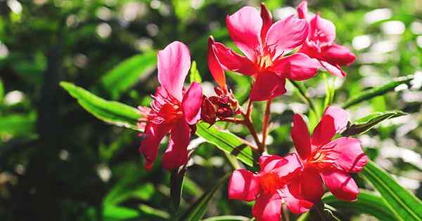 Cara tumbuh dan merawat semak oleander