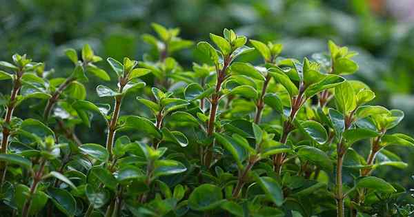 Wie man Marjoram in Ihrem Kräutergarten pflanzt und wächst