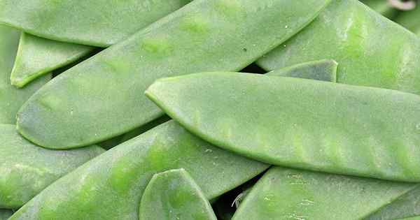 Wie man Oregon Sugar Pod Peas anbaut