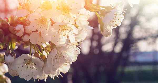 Wie man wächst und für dekorative blühende Kirschbäume sorgt
