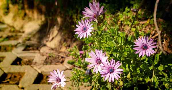 Como cultivar margaridas no Cabo (osteospermum)