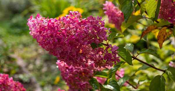 Cara tumbuh dan merawat hydrangea malai