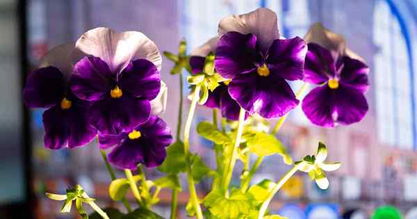 Consejos para el cultivo de violetas, violas y pensamientos en interiores