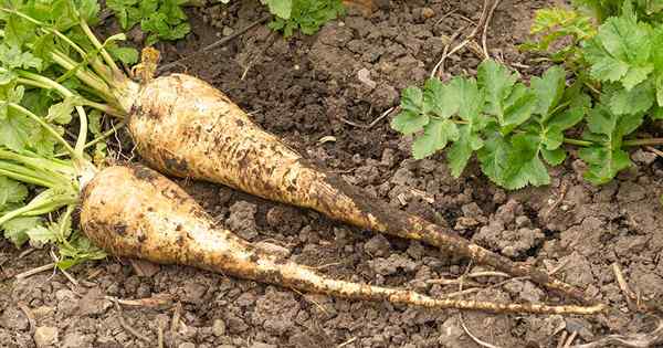 Cara menumbuhkan parsnip dari biji