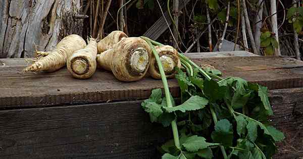 Petua untuk tumbuh parsnips dalam bekas