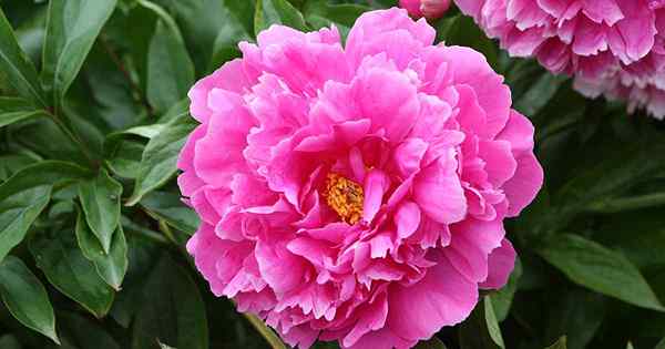 Cara menanam dan mengembangkan peony klasik