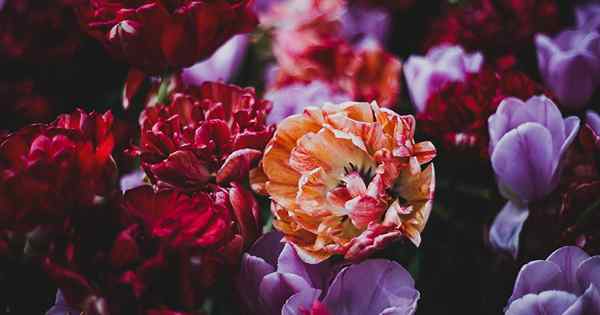 Cara menumbuhkan tulip peony di kebun Anda