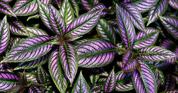 Comment cultiver un bouclier persan, une plante de feuillage à teintes vivantes