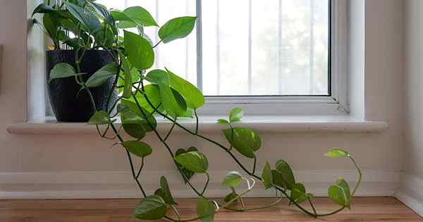 Como crescer e cuidar de Philodendron