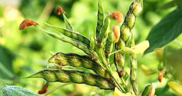 Cómo plantar y cultivar guisantes