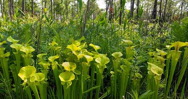 Cara tumbuh dan merawat tanaman pitcher di luar ruangan