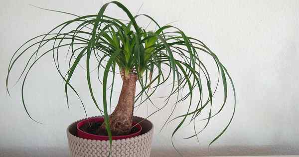 Comment cultiver et prendre soin des plantes d'intérieur de palmier en queue de cheval