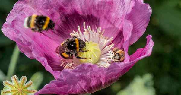 Cara tumbuh dan merawat bunga poppy