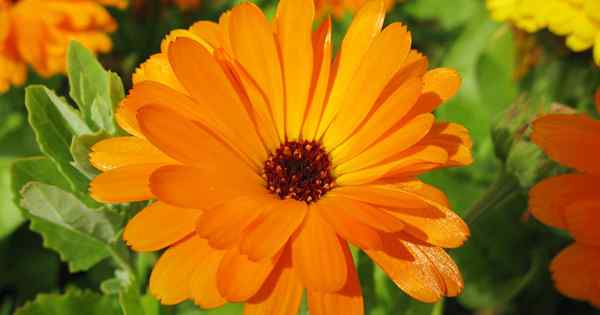 Cara menanam pot marigold (calendula) bunga