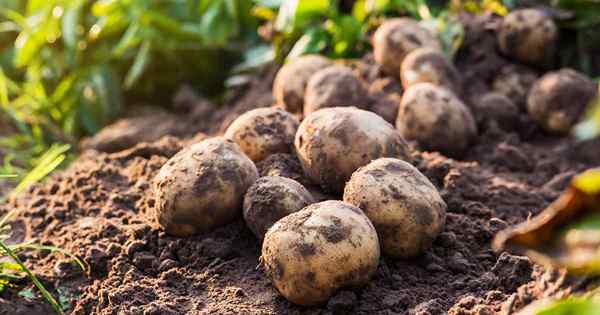 La mejor guía de cultivo de papa