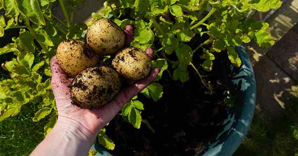 Como cultivar batatas em recipientes