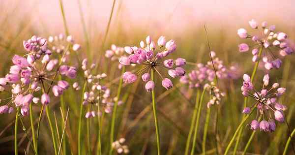 Cara Tumbuh dan Menjaga Bawang Prairie