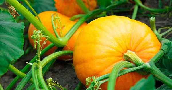 Cómo cultivar tus propias calabazas